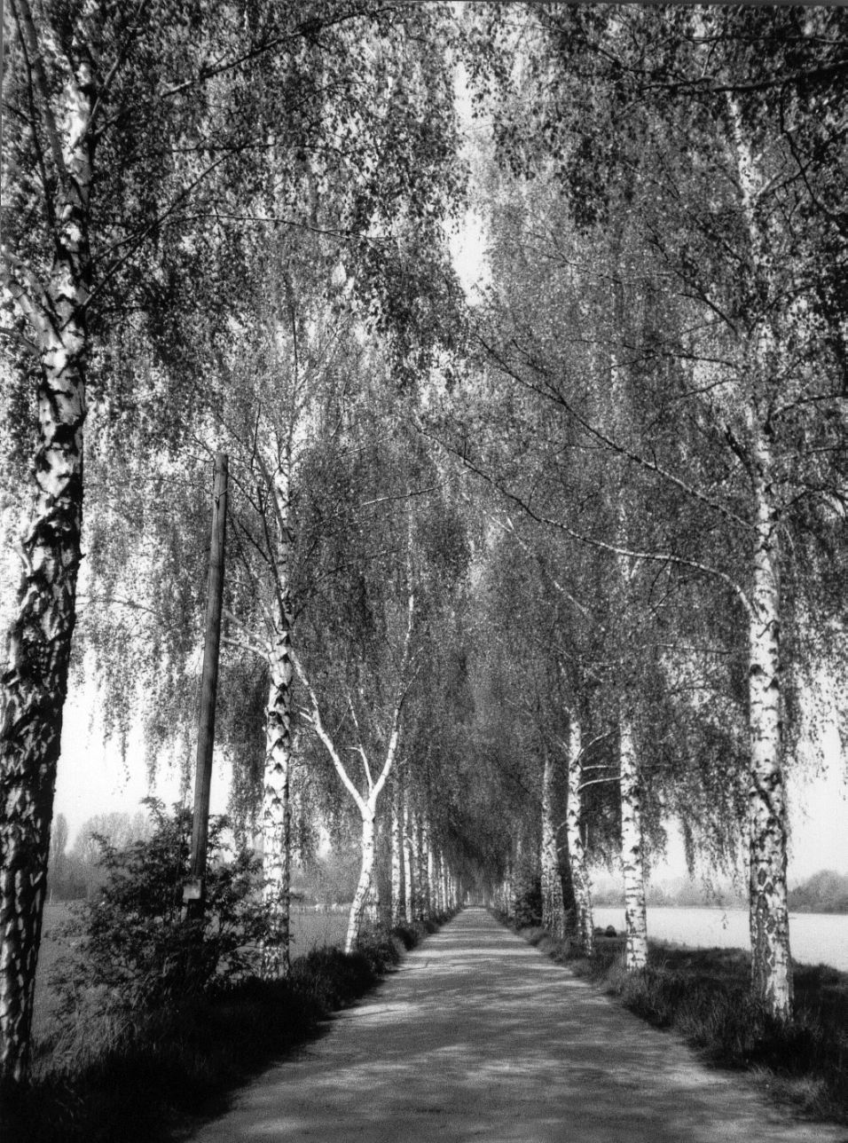 allee allee