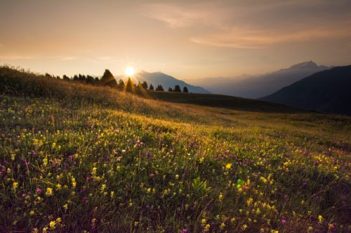 Almwiese im Sonnenuntergang