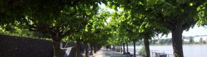 Rheinpromenade in Bonn