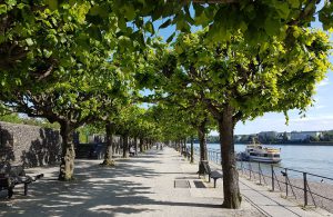 Beueler Rheinpromenade im Frühling