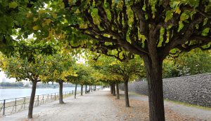 Rheinpromenade Bonn-Beuel Richtung Norden gesehen