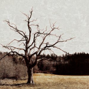 Blattloser Baum vor grauem Winterhimmel
