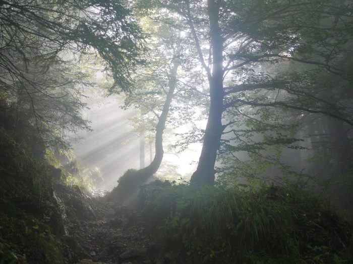 Sonnenlicht fällt durch die Baumkronen im Wald