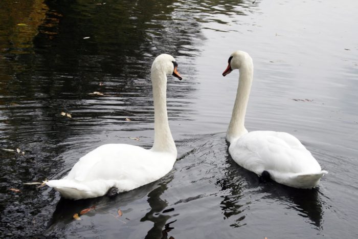 zwei Schwäne schwimmen gemeinsam auf dem Wasser