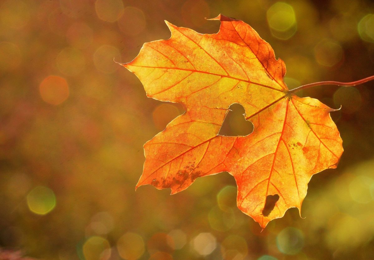 Herbstblatt im Gegenlicht mit herzförmigem Loch