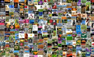 Viele bunte Fotos