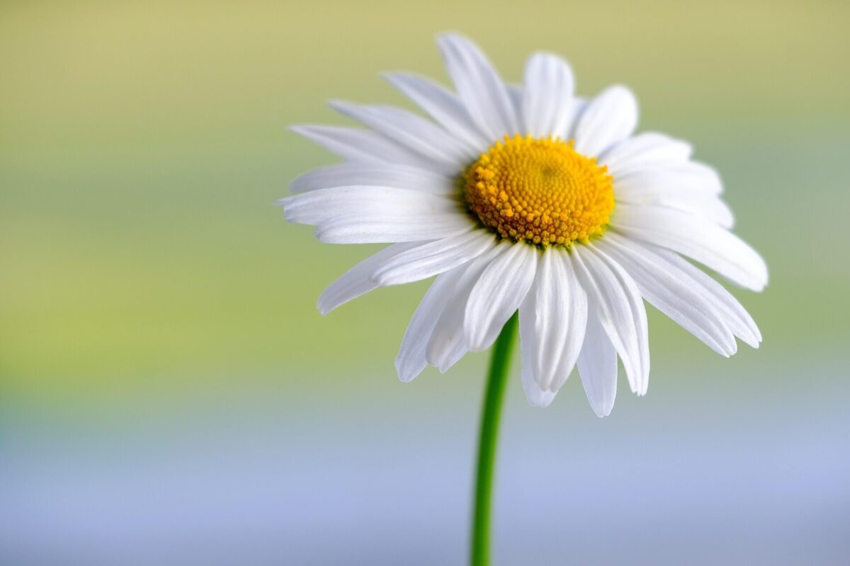 Ein Gänseblümchen in Großaufnahme