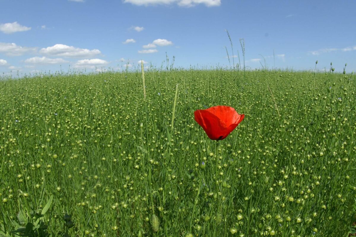 Einzlne rote Mohnblume ragt aus grüner Wiese heraus