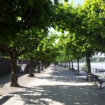 Spaziergang am Rhein in Bonn-Beuel Rheinpromenade Bonn-Beuel